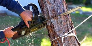 How Our Tree Care Process Works  in  Superior, WI