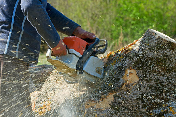 Reliable Superior, WI Tree Services Solutions